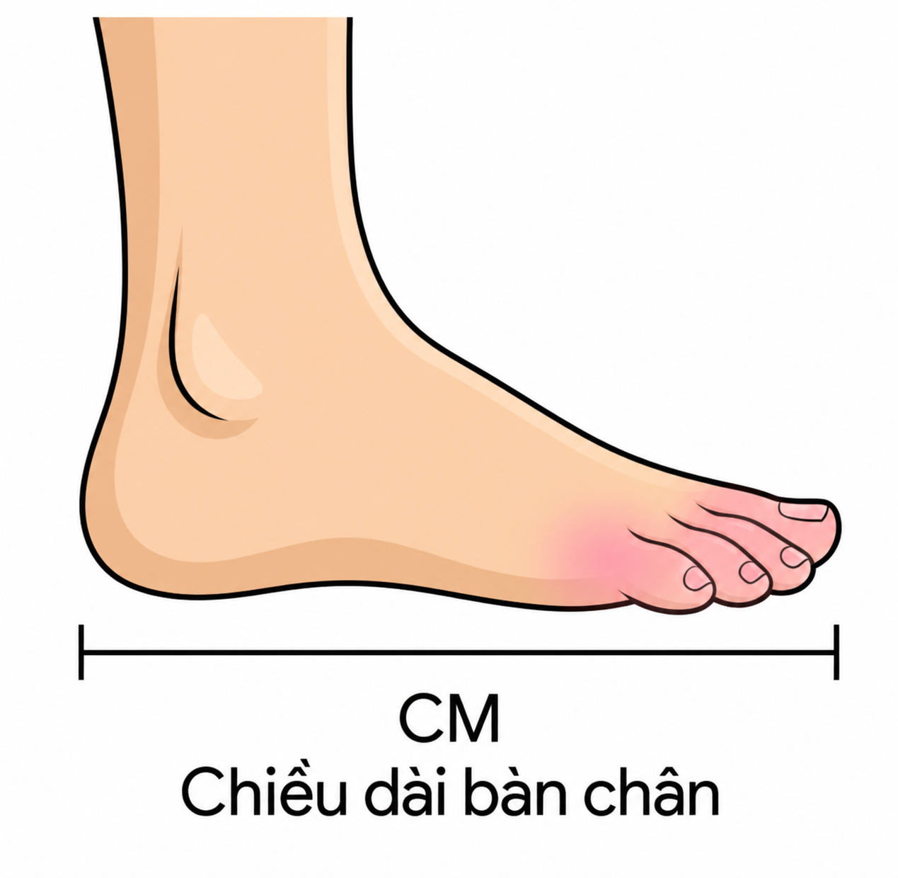 Chiều dài bàn chân